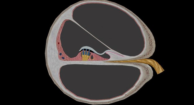 Photo the cochlea is the p of the inner ear involved in hearing