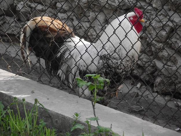 A cock in the cage