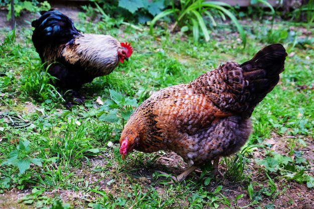 Cock and chicken on green grass background