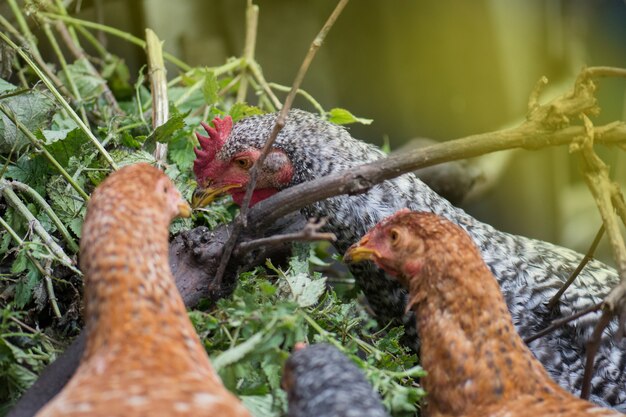 Cock and chickens eat on the farm.  