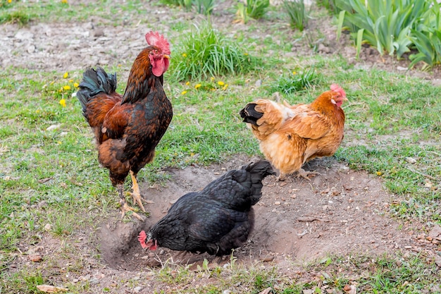 Cock and chickens in garden are looking for food