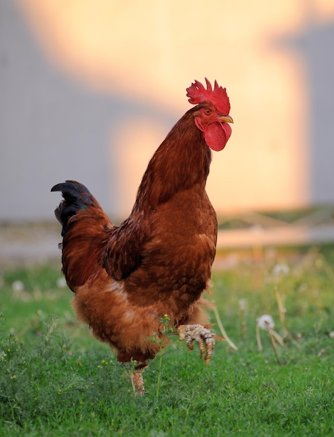 Cock close up on the farm green grass background