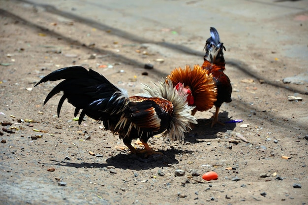 Cock fighting in Vietnam