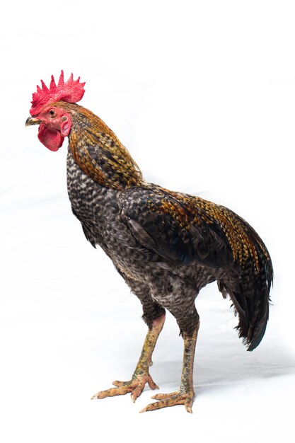 A Cock of free-range chicken on white background