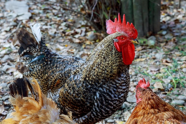 Cock in the garden cocks with red comb in the garden