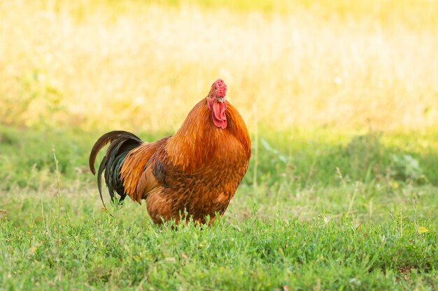 Cock on the grass