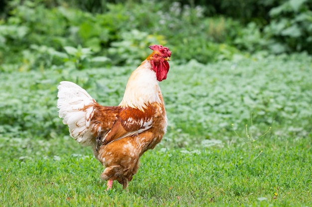 Cock on the grass