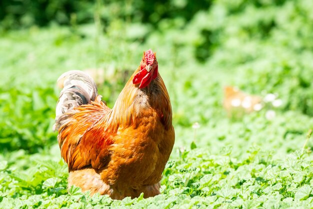 Photo cock on the grass