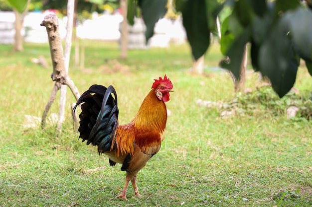 The cock is beautiful in garden at thailand