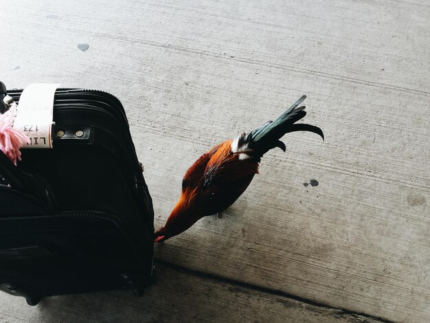 Foto il gallo vicino a un bagaglio