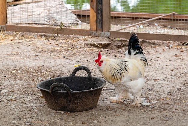 Cock pecking grain from bowl in farmyard