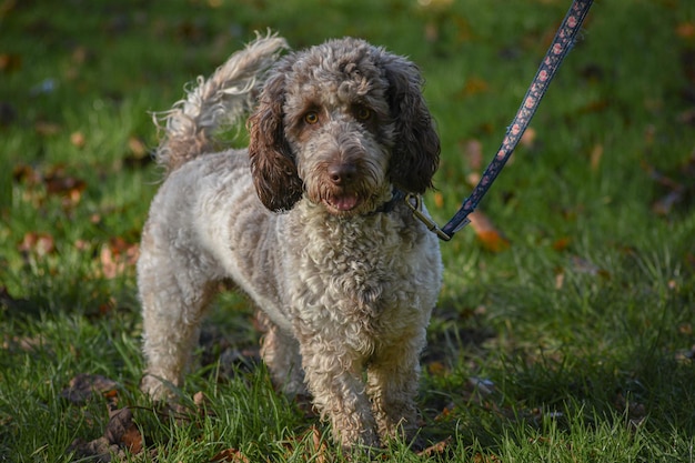 Foto cane cockapoo sul campo d'erba