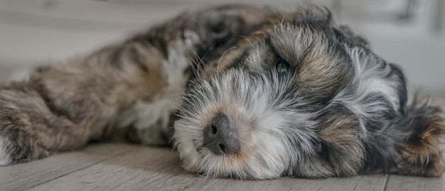 Photo cockapoo sleeping