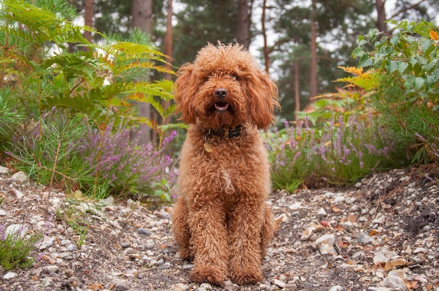 Cockapoo tussen de planten in een veld