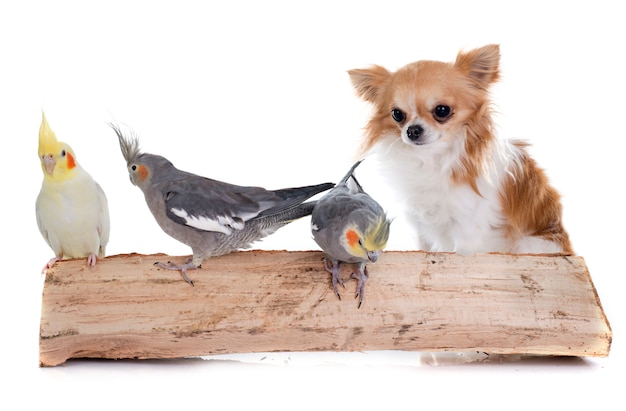 Photo cockatiel bird and chihuahua dog