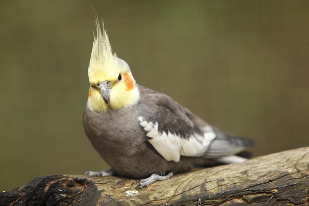 Cockatiel bird