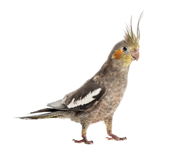 Cockatiel in front of a white