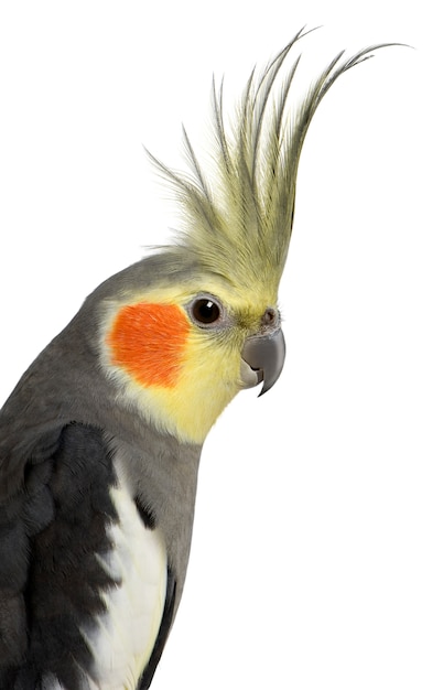 Cockatiel, Nymphicus hollandicus, isolated