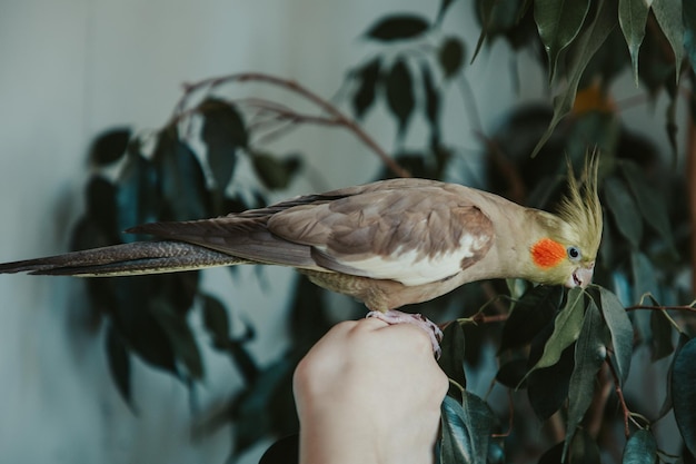 Cockatiel parrot sits on the hand