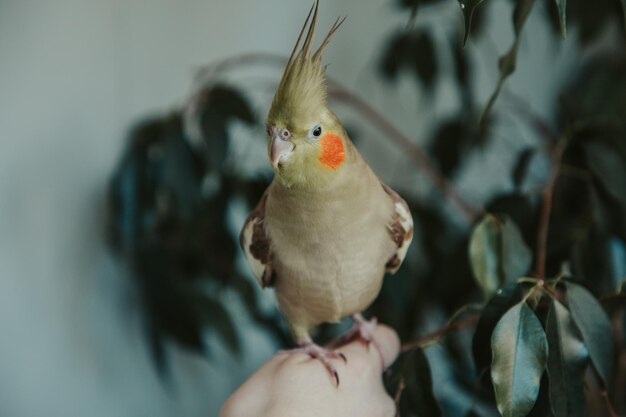 Cockatiel parrot sits on the hand