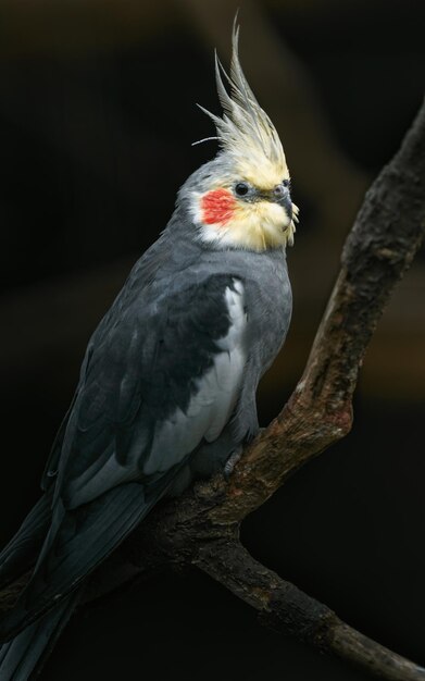 Cockatiel