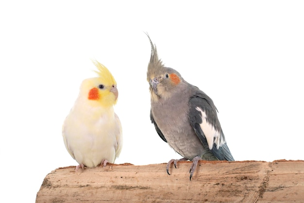 Photo cockatiel