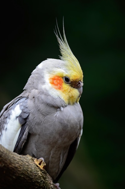 Photo cockatiel