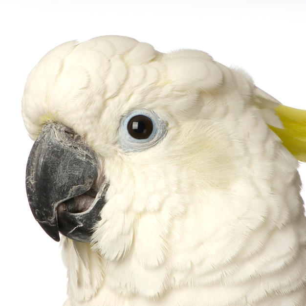 Cockatoo isolated