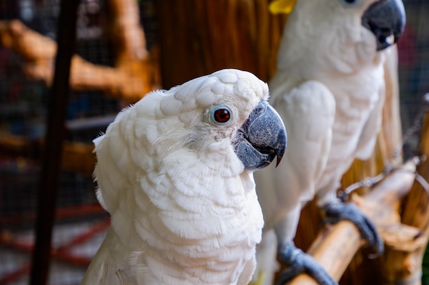 Cacatua grande pappagallo bianco