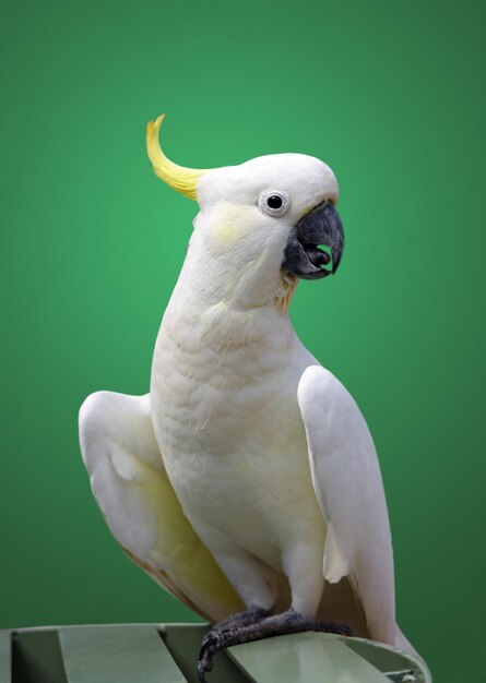 Photo cockatoo