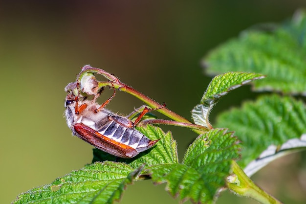 Cockchafer colloquially called Maybug Maybeetle or doodlebug