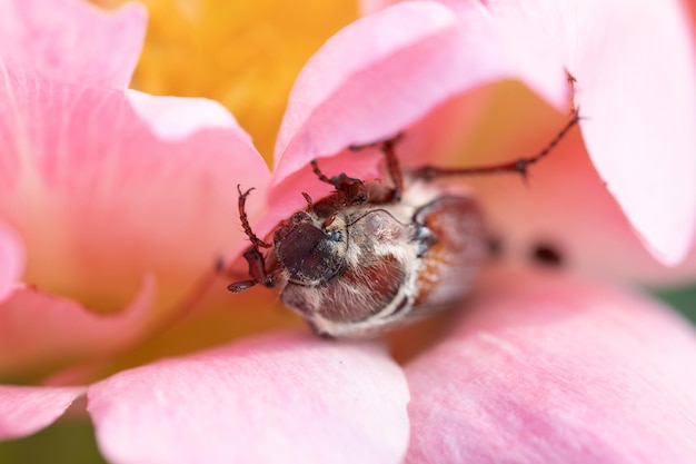 Cockchafer melolontha may beetle bug insect macro portrait maybug nibbles on a peony flower
