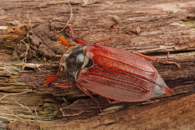 Photo cockchafer melolontha melolontha on a wood
