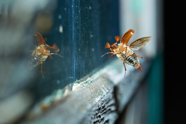 Cockchafer ninght flight near the window glass