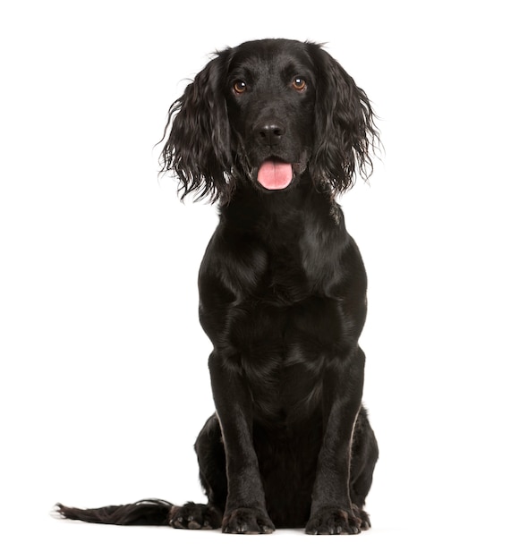 Cocker Spaniel, 1 year old, sitting in front of white background