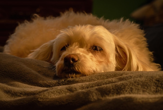 cocker spaniel dog on bed