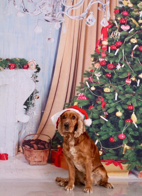 Photo cocker spaniel dog at christmas