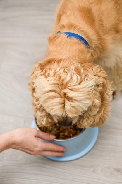 Cocker spaniel cane che mangia cibo dalla ciotola sul pavimento della casa