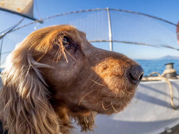 Photo cocker spaniel dog sailor on a sail boat