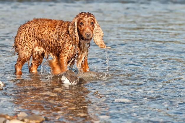 Cocker spaniel dog while playing in water