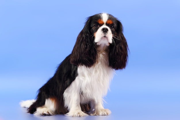 Cocker Spaniel dog