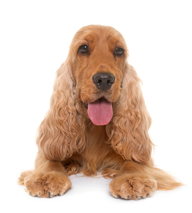 Photo cocker spaniel dog