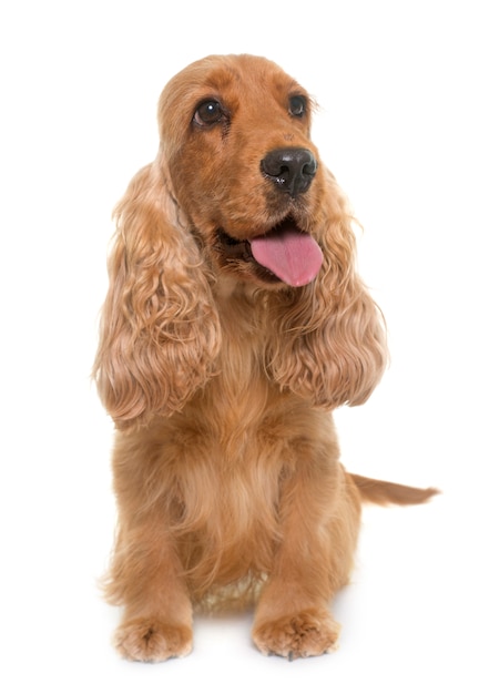 cocker spaniel dog