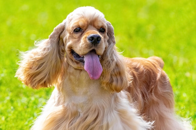 Cocker spaniel hond close-up op een achtergrond van groen gras bij zonnig weer