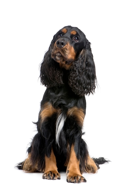 Cocker Spaniel met 2 jaar. Geïsoleerd hondportret