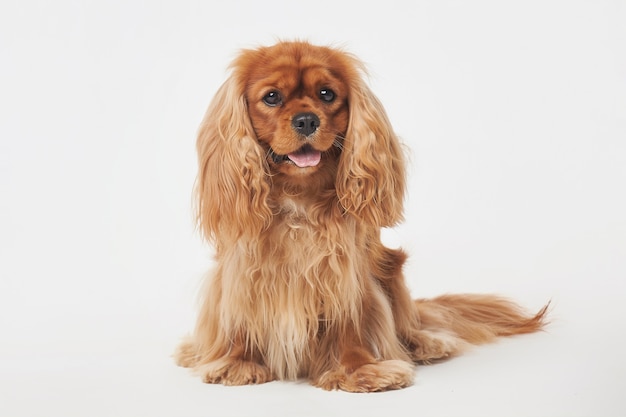 Cocker Spaniel op een witte achtergrond