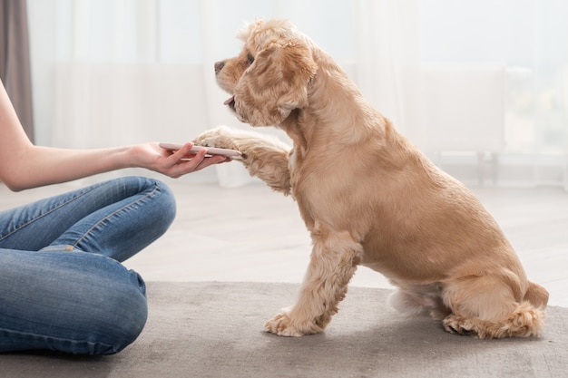 Cocker spaniel pers smarphone met poot binnenshuis