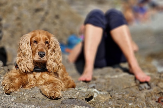 Cocker spaniel portrait looking at you