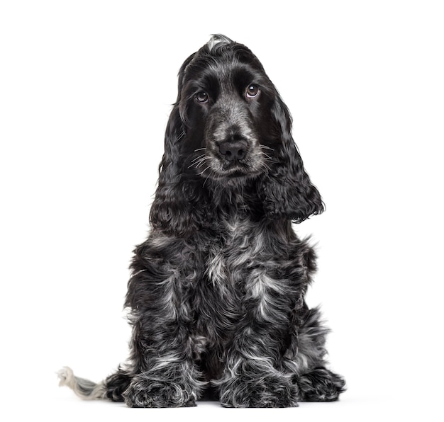 Cocker Spaniel puppy , 3 months old, sitting against white background