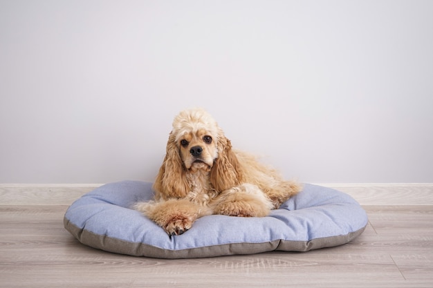 Foto cucciolo di cocker spaniel che riposa sul suo nuovo letto del cane, spazio per testo